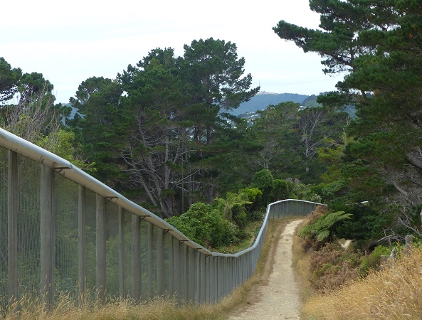 Outside the predator-proof fence of Zealandia